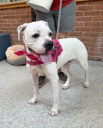 TRAPPER - Boxer / Mix available for adoption