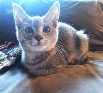 EIRA - Domestic Shorthair / Mix available for adoption