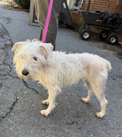 BUBBLEGUM BUCKS - West Highland White Terrier / Mix available for adoption