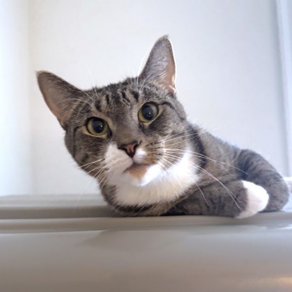 LILITH - Domestic Shorthair / Mix available for adoption
