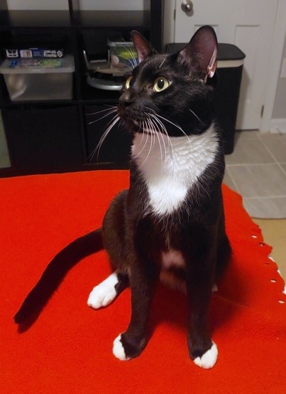 NECO - Domestic Shorthair / Mix available for adoption