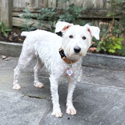 BUBBLEGUM BUCKS - West Highland White Terrier / Mix available for adoption