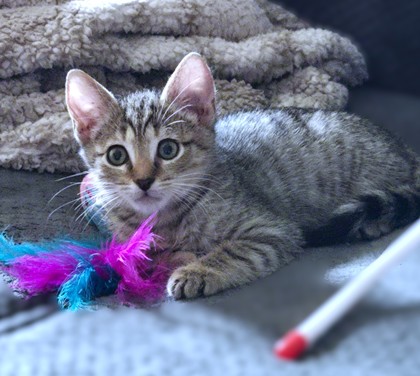 GARY THE GADGET GUY - Domestic Shorthair / Mix available for adoption
