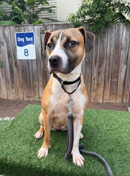 OLIVE - Boxer / Mix available for adoption