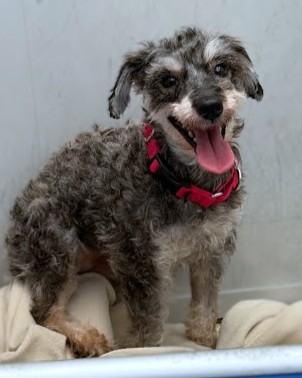 BOOGIE JONES - Yorkshire Terrier / Mix available for adoption
