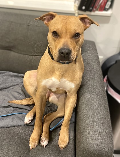 IMPALA - Mixed Breed, Medium (up to 44 lbs fully grown) / Mix available for adoption
