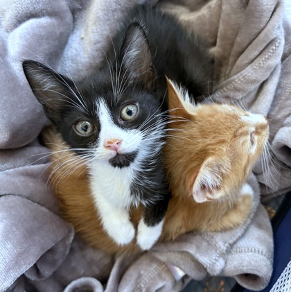 STARFISH - Domestic Shorthair / Mix available for adoption