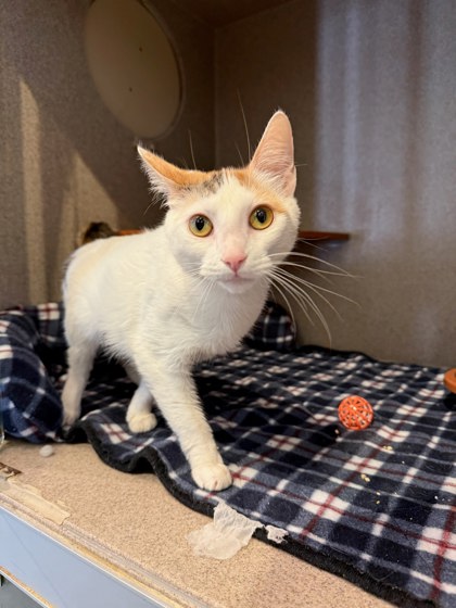ANNE BONNY - Domestic Shorthair / Mix available for adoption