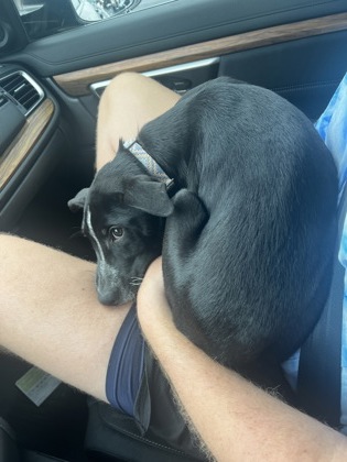 CHEKOV - Terrier / Mix available for adoption