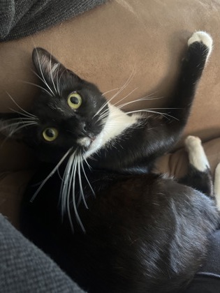 ZAZA - Domestic Shorthair / Mix available for adoption