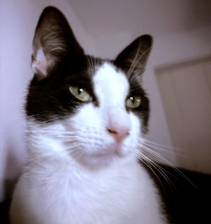 PABLO - Domestic Shorthair / Mix available for adoption