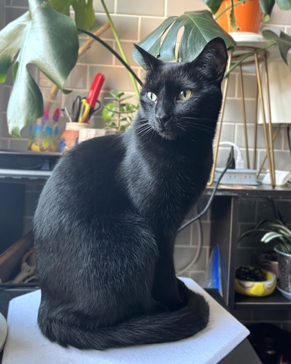 JASPER - Domestic Shorthair / Mix available for adoption