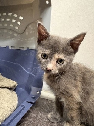 SATURN - Domestic Shorthair / Mix available for adoption