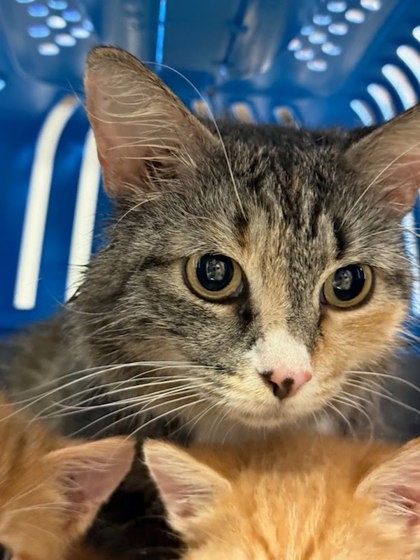 MASALA - Domestic Medium Hair / Mix available for adoption