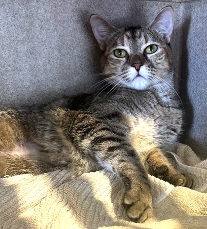 LUPITA - Domestic Shorthair / Mix available for adoption