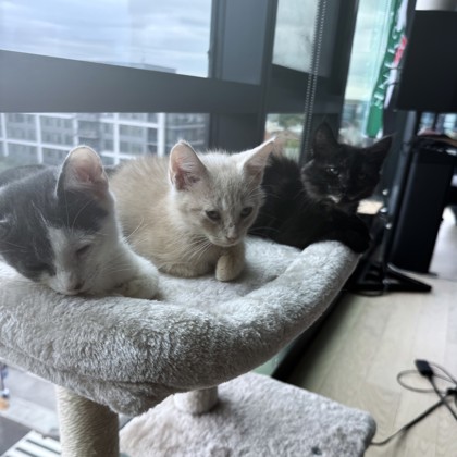 AUTUMN - Domestic Shorthair / Mix available for adoption