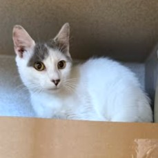 JERSEY - Domestic Shorthair / Mix available for adoption