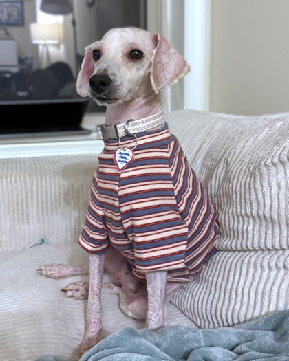 BAILEY - Miniature Poodle / Mix available for adoption