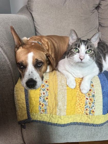 LILLY - Domestic Shorthair / Mix available for adoption
