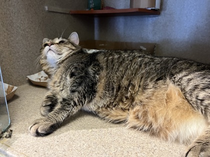 WEATHERS - Domestic Shorthair / Mix available for adoption