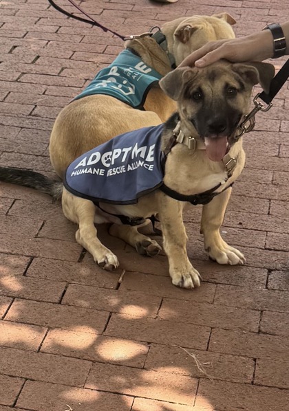 BAYLOR - Shepherd / Basset Hound available for adoption