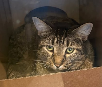 WILBUR - Domestic Shorthair / Mix available for adoption