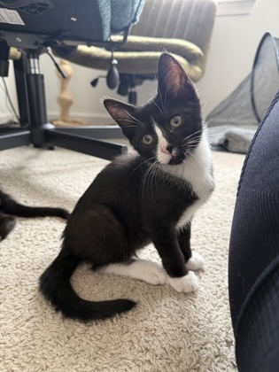 OTHELLO - Domestic Shorthair / Mix available for adoption