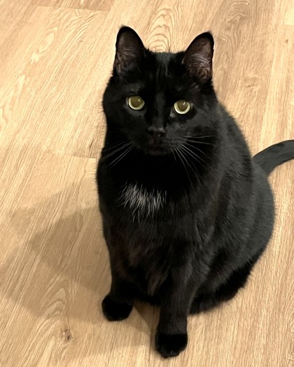 PUMA - Domestic Shorthair / Mix available for adoption