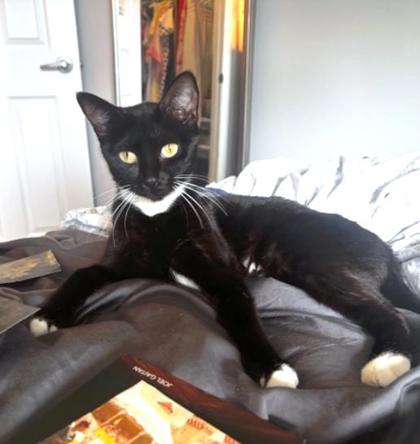 JAN BRADY - Domestic Shorthair / Mix available for adoption