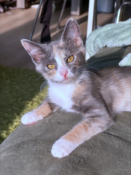 CORAL - Domestic Shorthair / Mix available for adoption