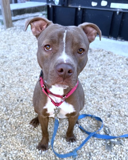 EARL - Pit Bull Terrier / Mix available for adoption