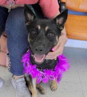SELENA - German Shepherd / Mix available for adoption