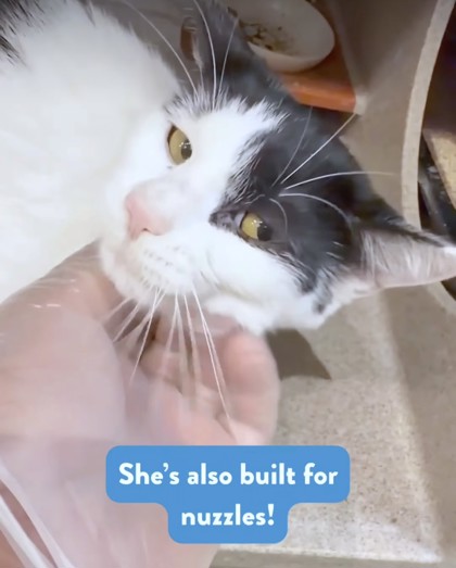VELA - Domestic Shorthair / Mix available for adoption