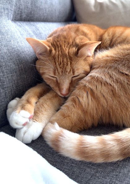 TORY - Domestic Shorthair / Mix available for adoption