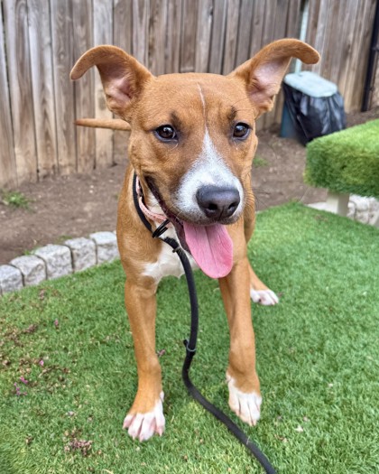 DOJO - Hound / Mix available for adoption