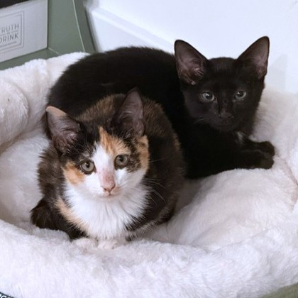 MUFFIN - Domestic Shorthair / Mix available for adoption