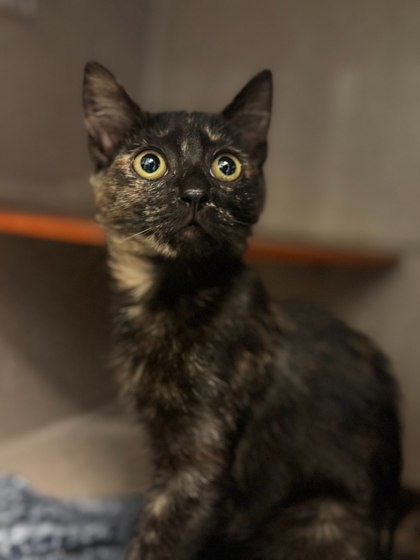 OPAL - Domestic Shorthair / Mix available for adoption