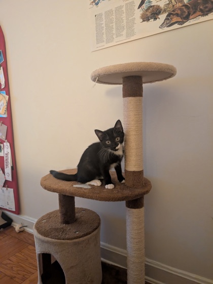 JEREMY - Domestic Medium Hair / Mix available for adoption
