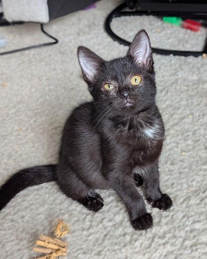 MARY - Domestic Shorthair / Mix available for adoption