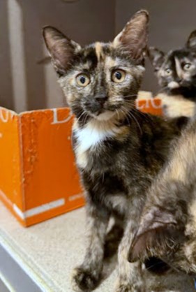 BROWNIES - Domestic Shorthair / Mix available for adoption