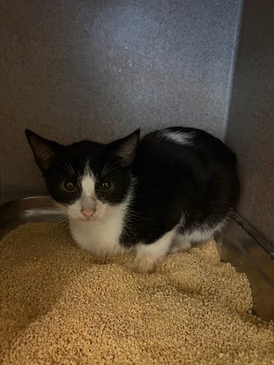 BROCCOLI - Domestic Shorthair / Mix available for adoption