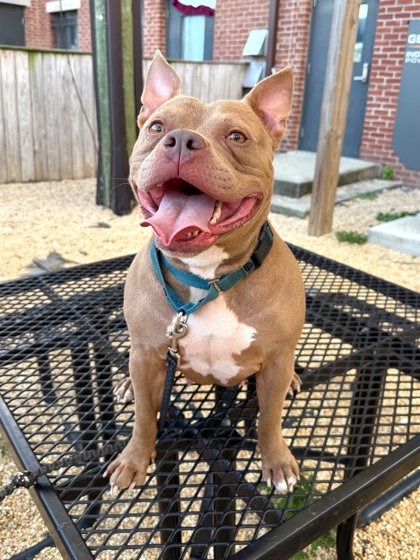 ARTEMIS - Pit Bull Terrier / Mix available for adoption