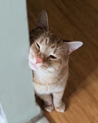 YURI - Domestic Shorthair / Mix available for adoption