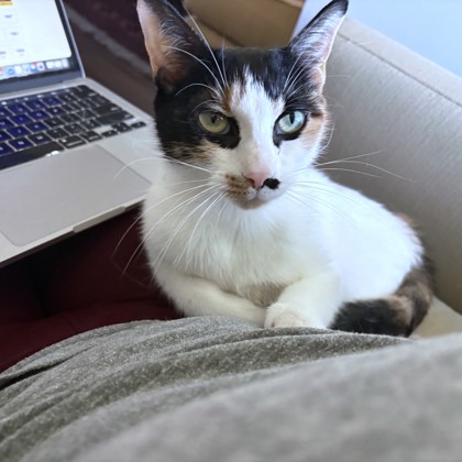 SKY - Domestic Shorthair / Mix available for adoption