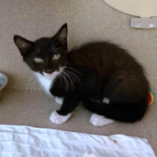 ESPRESSO - Domestic Shorthair / Mix available for adoption