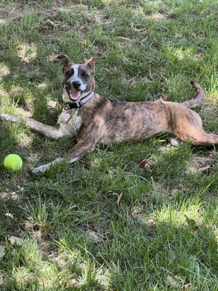 LILLIAN - Australian Cattle Dog / Mix available for adoption