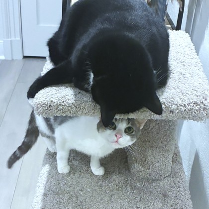 MJ (MOTHER JONES) - Domestic Shorthair / Mix available for adoption