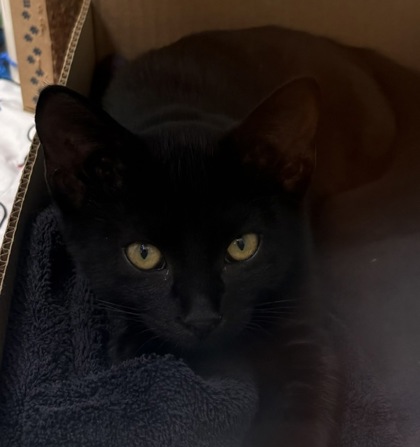 BUTTER BEAN - Domestic Shorthair / Mix available for adoption