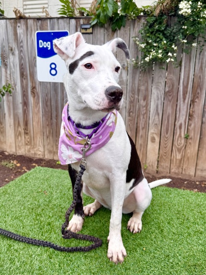 AVRIL - Pit Bull Terrier / Mix available for adoption