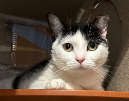 COCO PEACH - Domestic Shorthair / Mix available for adoption